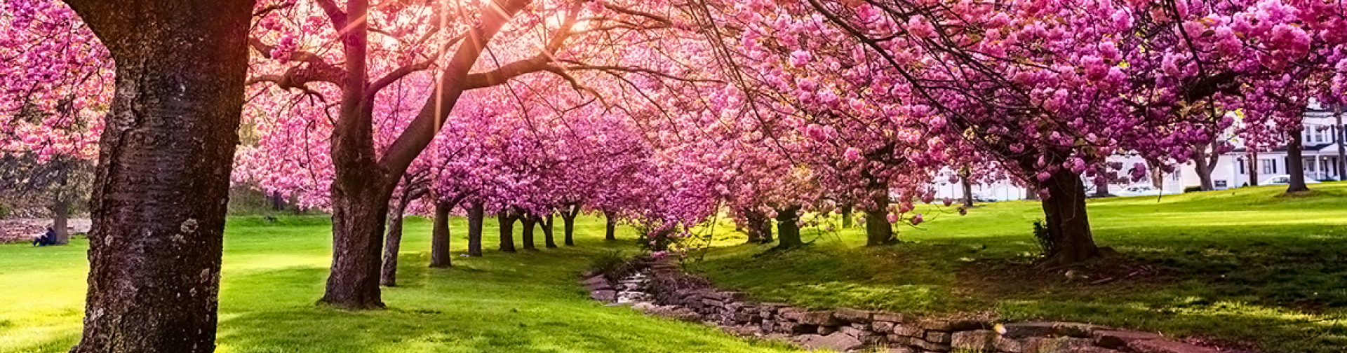 Cherry Blossom 